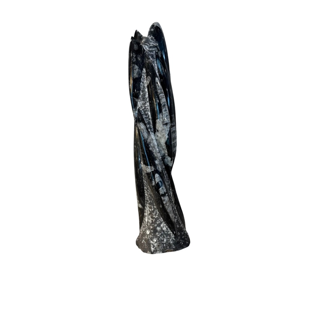 Polished Orthoceras Fossil Sculpture Moroccan Cephalopod Limestone Display Piece